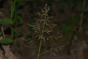 Isachne distichophylla