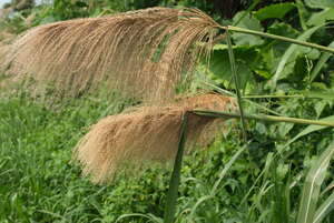 Miscanthus floridulus