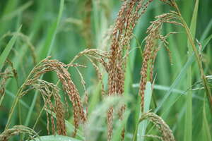 Oryza sativa