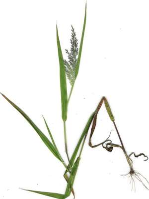 Panicum konaense