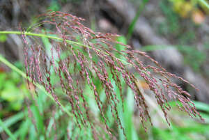 Panicum lineale