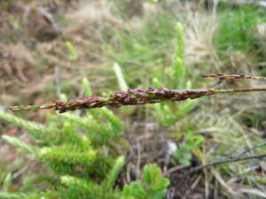 Panicum longivaginatum