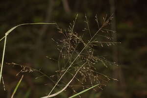 Panicum nephelophilum