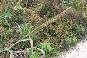 Panicum niihauense