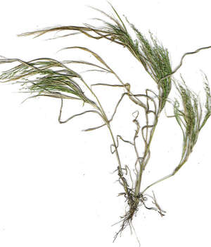 Panicum pellitum