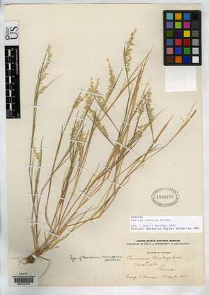 Panicum ramosius