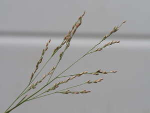 Panicum repens