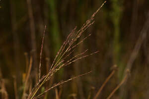 Panicum tenuifolium