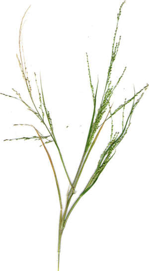 Panicum xerophilum