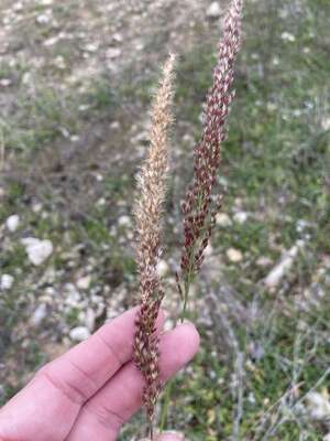 Pappophorum bicolor