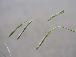 Paspalum dilatatum