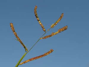 Paspalum fimbriatum