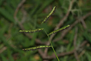 Paspalum jesuiticum