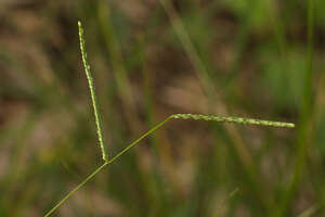 Paspalum langei