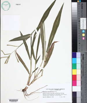 Paspalum macrophyllum