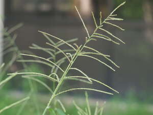 Paspalum paniculatum