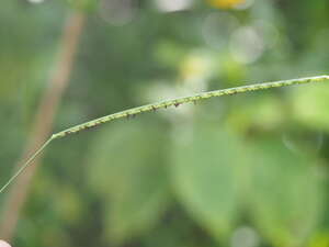 Paspalum pilosum