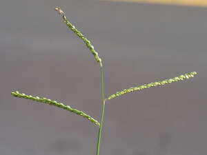 Paspalum plicatulum