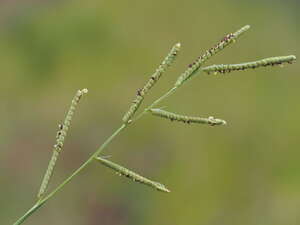 Paspalum scrobiculatum