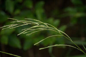 Paspalum urvillei