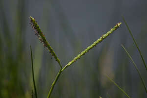 Paspalum vaginatum