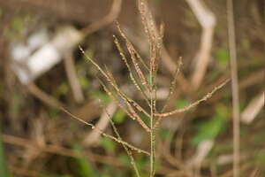 Paspalum virgatum