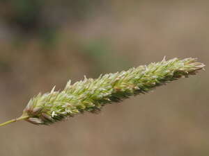 Phalaris aquatica