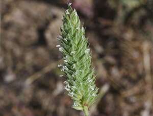 Phalaris minor