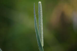 Phleum pratense