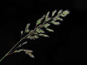 Poa pratensis