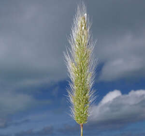 Polypogon monspeliensis