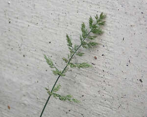 Polypogon viridis