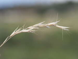 Rytidosperma penicillatum