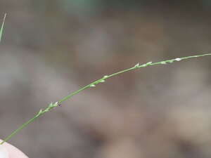 Setaria flavida