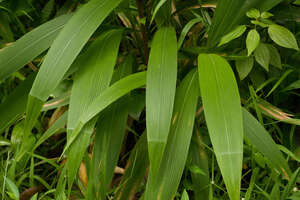 Setaria palmifolia