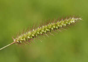 Setaria parviflora