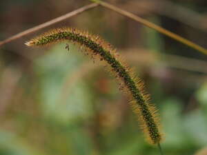 Setaria sphacelata