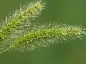 Setaria viridis