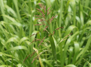 Sorghum bicolor nothosubsp. drummondii