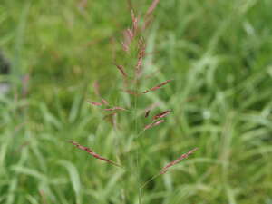 Sorghum halepense