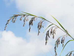 Themeda villosa