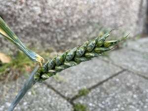 Triticum aestivum subsp. aestivum