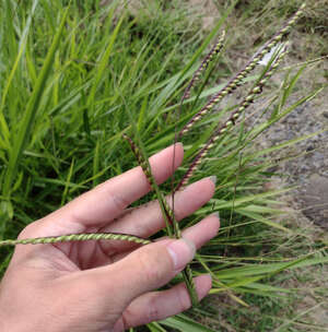 Urochloa brizantha