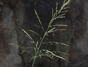 Urochloa maxima