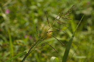 Urochloa mutica