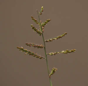 Urochloa reptans