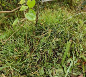 Zoysia pacifica