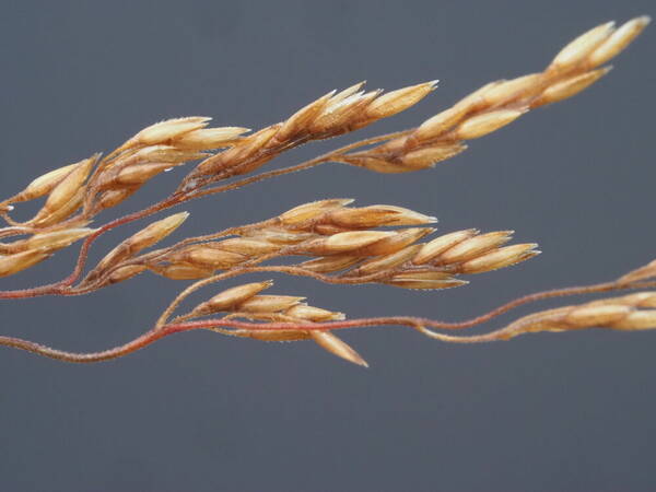 Agrostis capillaris Spikelets