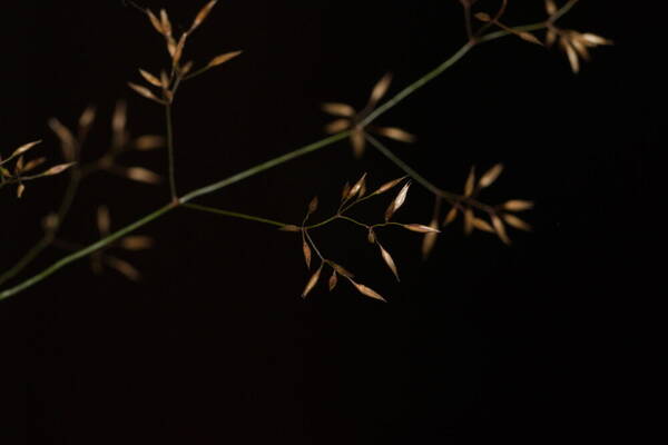 Agrostis capillaris Spikelets