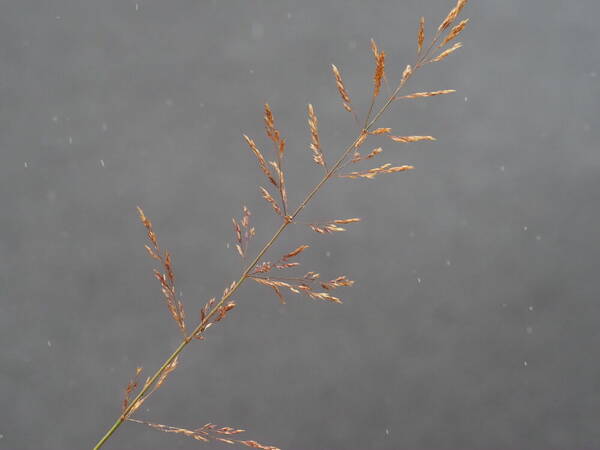 Agrostis capillaris Inflorescence